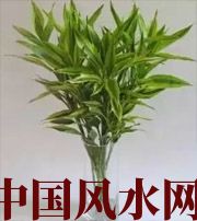 舟山十二生肖养什么植物最旺财运？你知道吗！